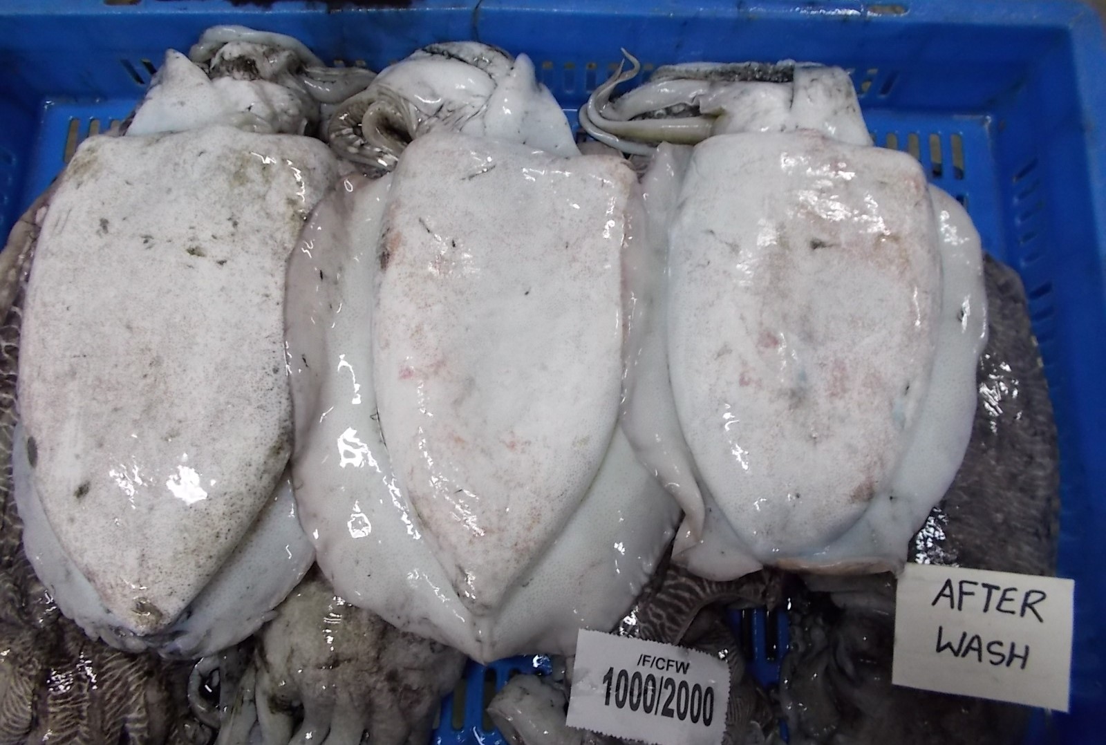 cuttlefish-whol
