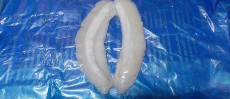 cuttlefish-whol
