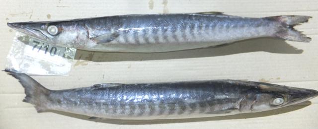 Frozen-Barracuda