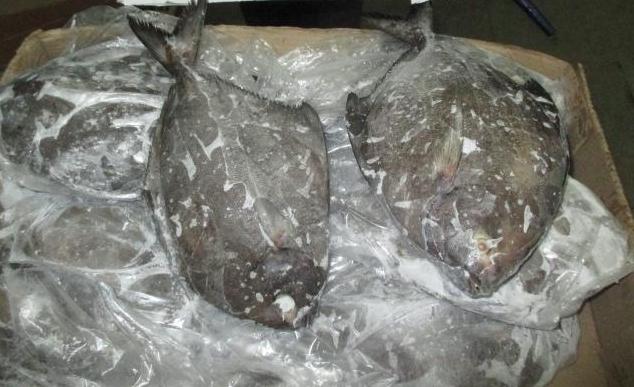 Frozen-Black-Pomfret