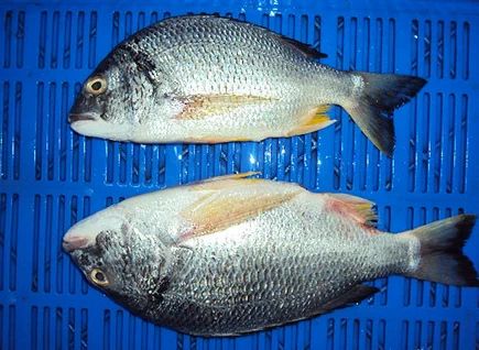 Frozen-Black-Sea-Bream