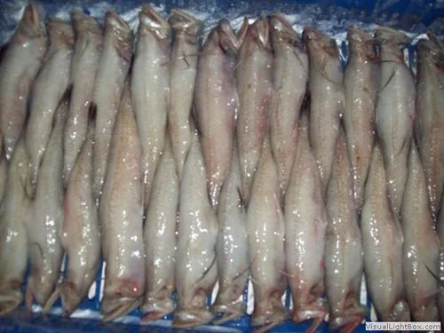 Frozen-Bombay-Duck
