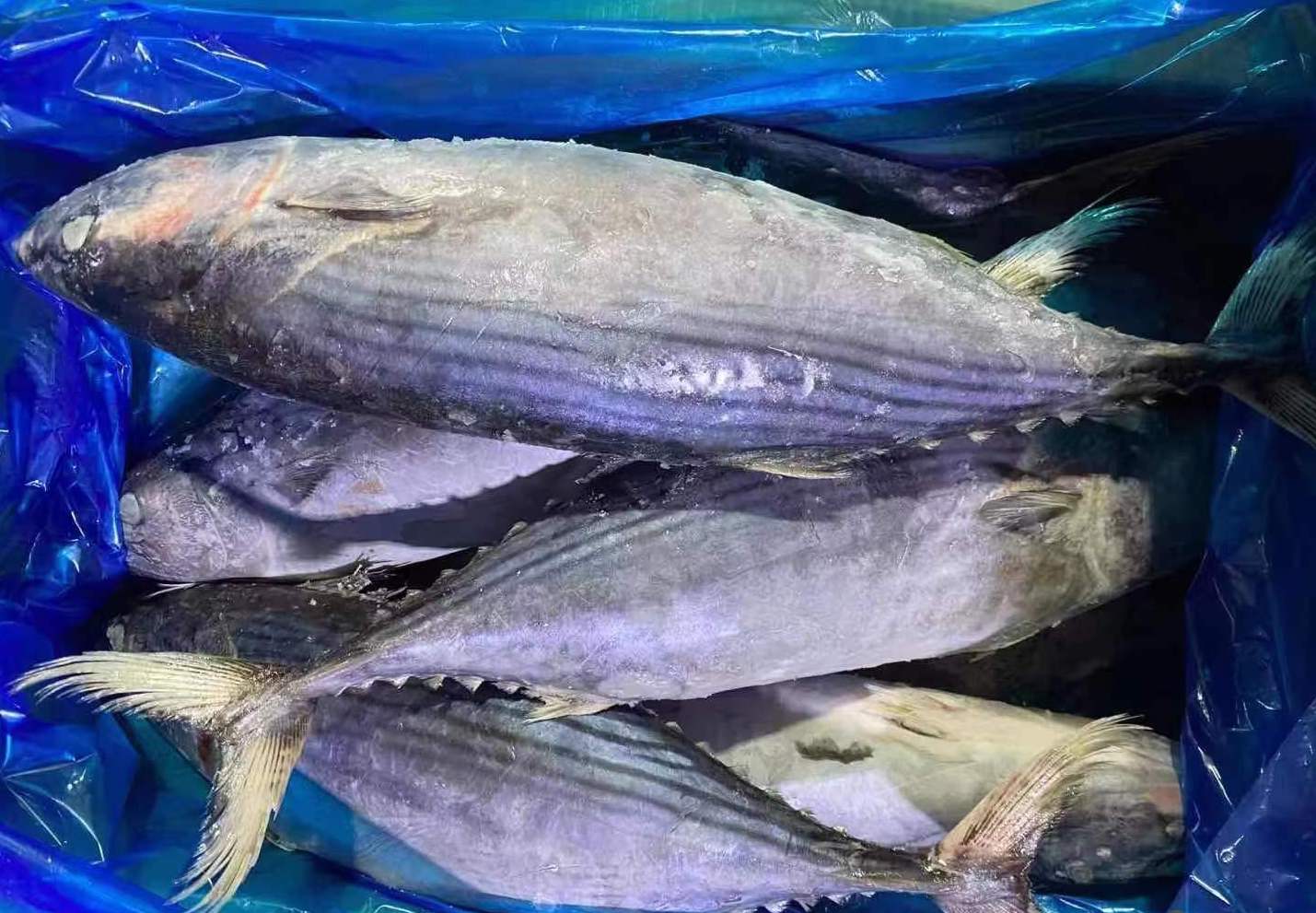 Frozen-Bonito-Tuna