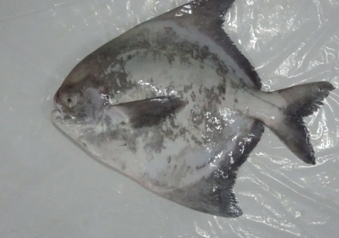 Frozen-Chines-Pomfret