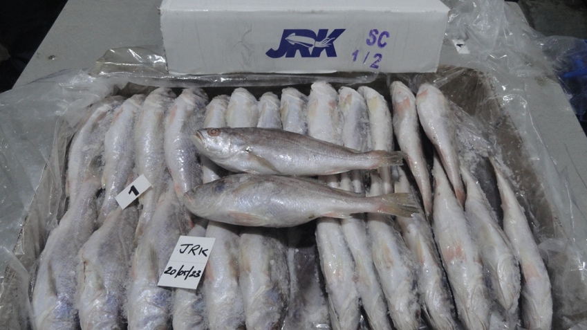 Frozen-Croake-Fish