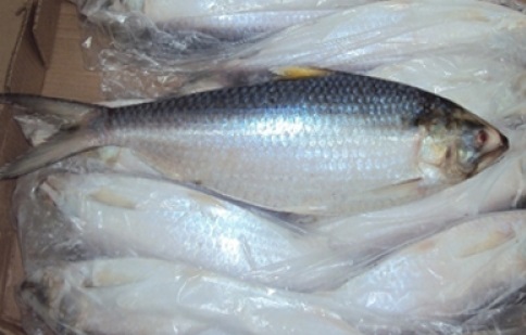 Frozen-Hilsa