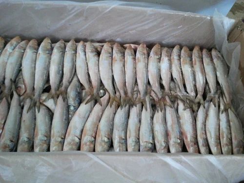 Frozen-Indian-Oil-Sardine