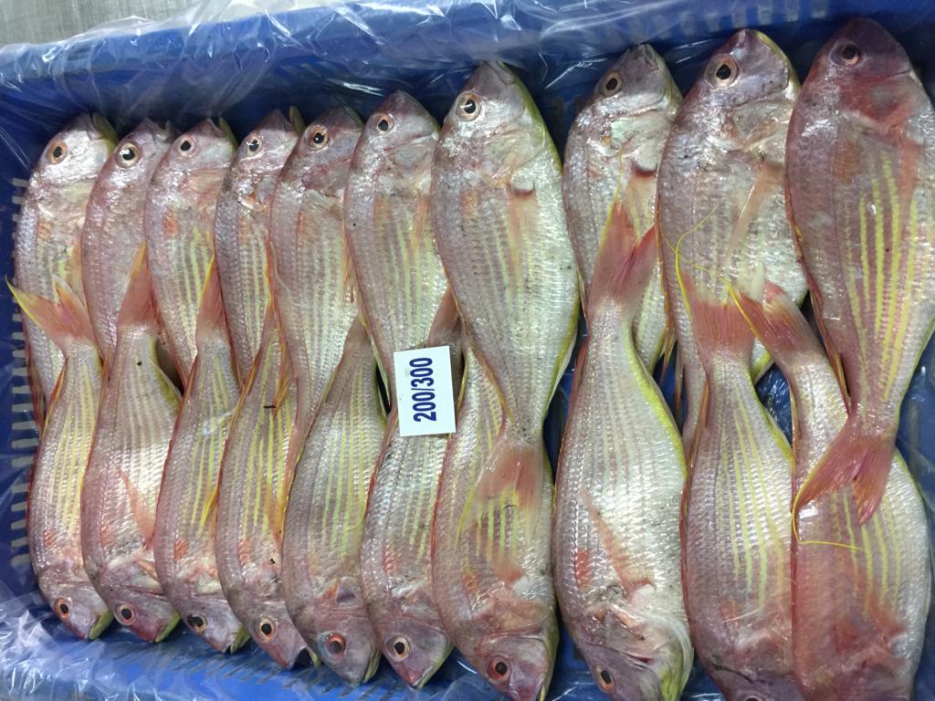 Frozen-Japanese-Threadfin-Bream