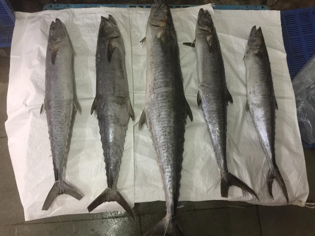 Frozen-King-Fish