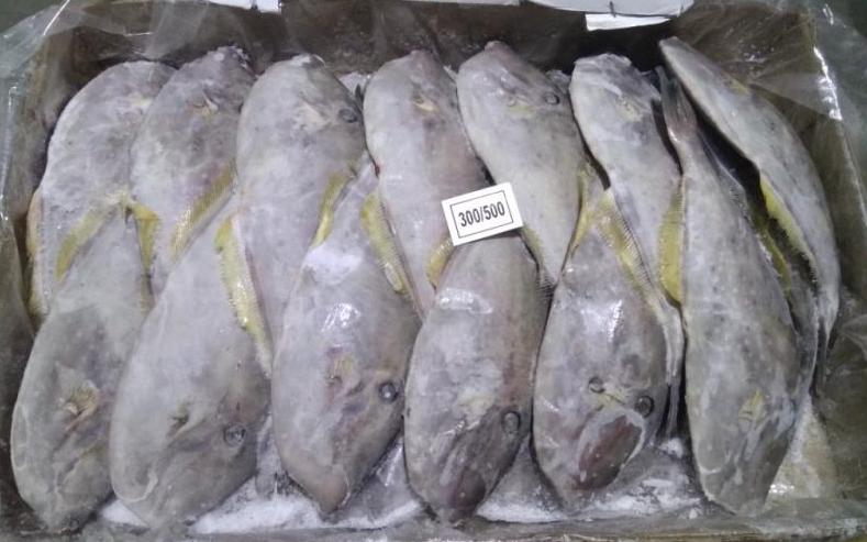 Frozen-Leather-Jacket-Fish