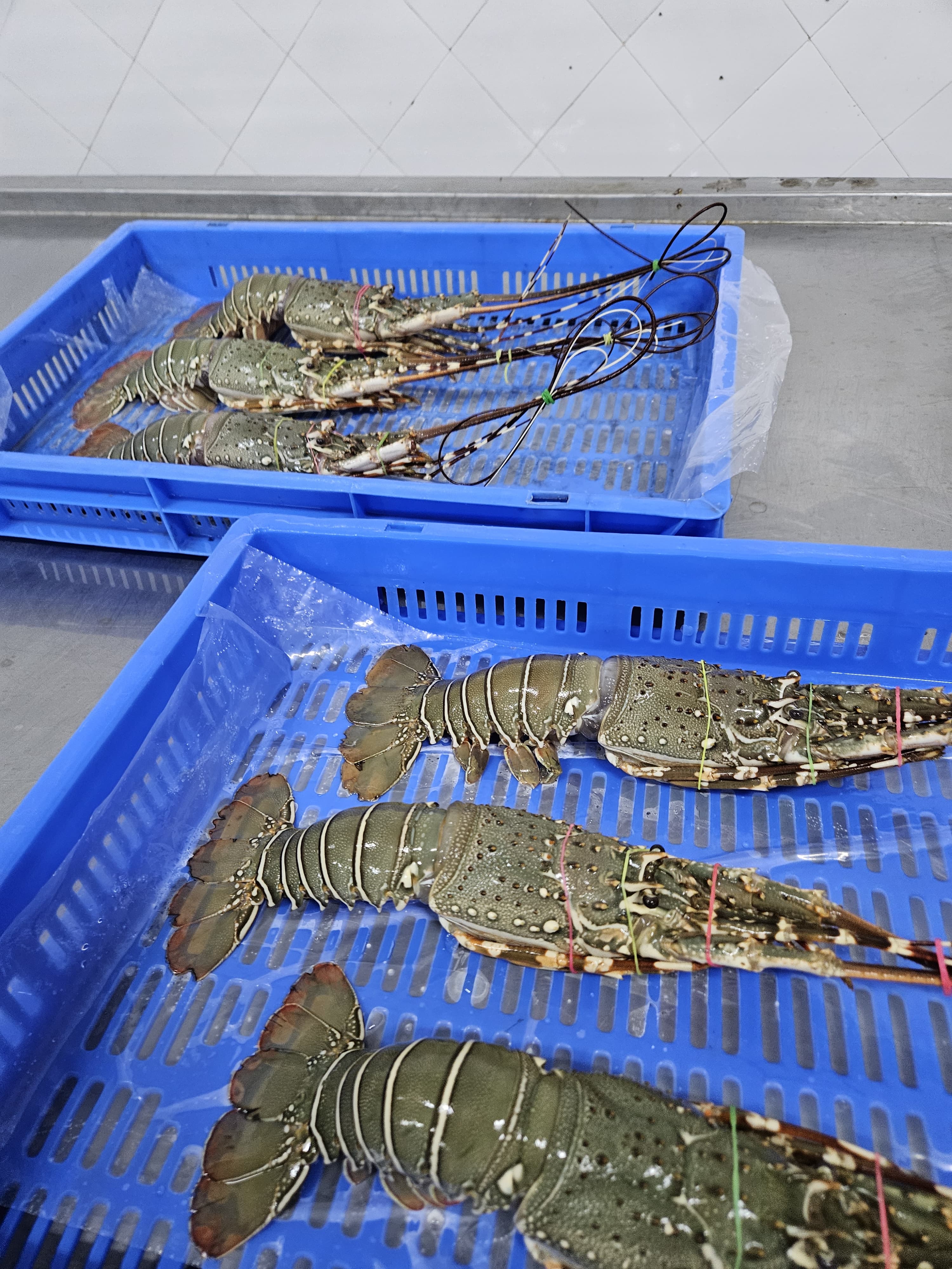 Frozen-Lobster