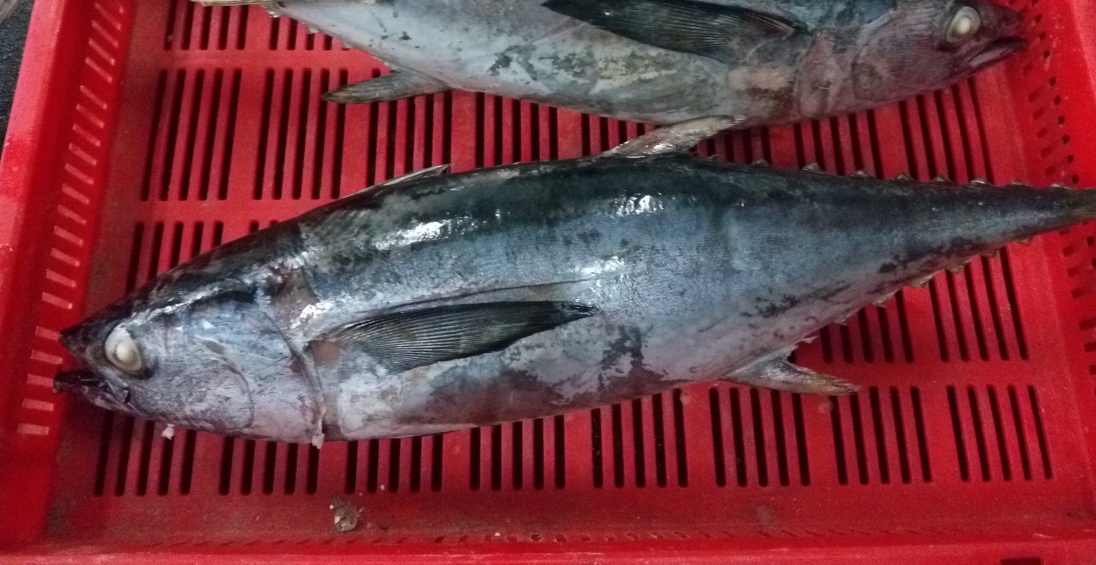 Frozen-Long-Tel-Tuna