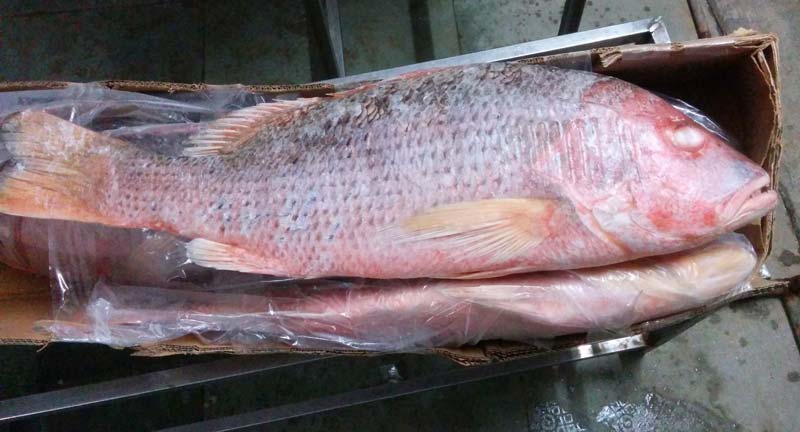 Frozen-Red-Snapper