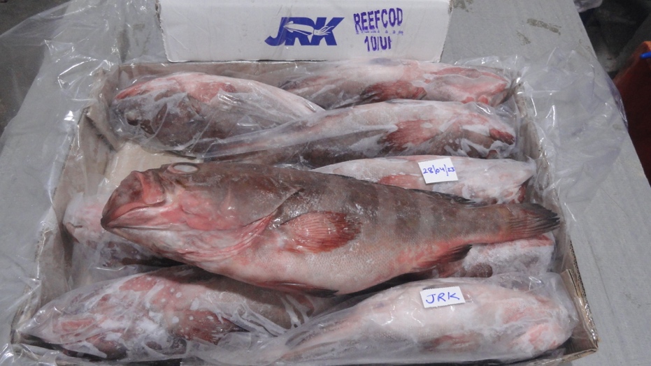 Frozen-Reef-Cod-Fish