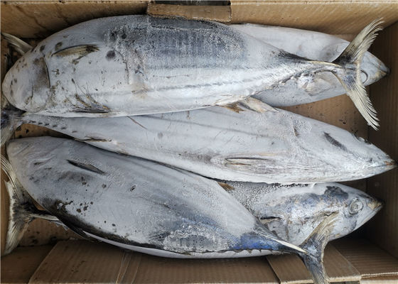 Frozen-Skip-Jack-Tuna