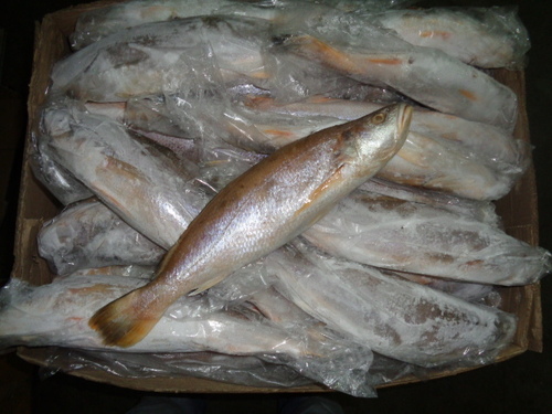 Frozen-Tiger-Tooth-Croaker-Fish