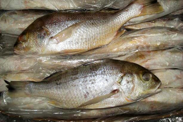 Frozen-White-Snapper