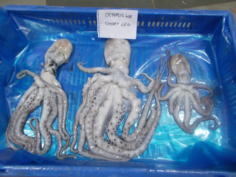 octopus