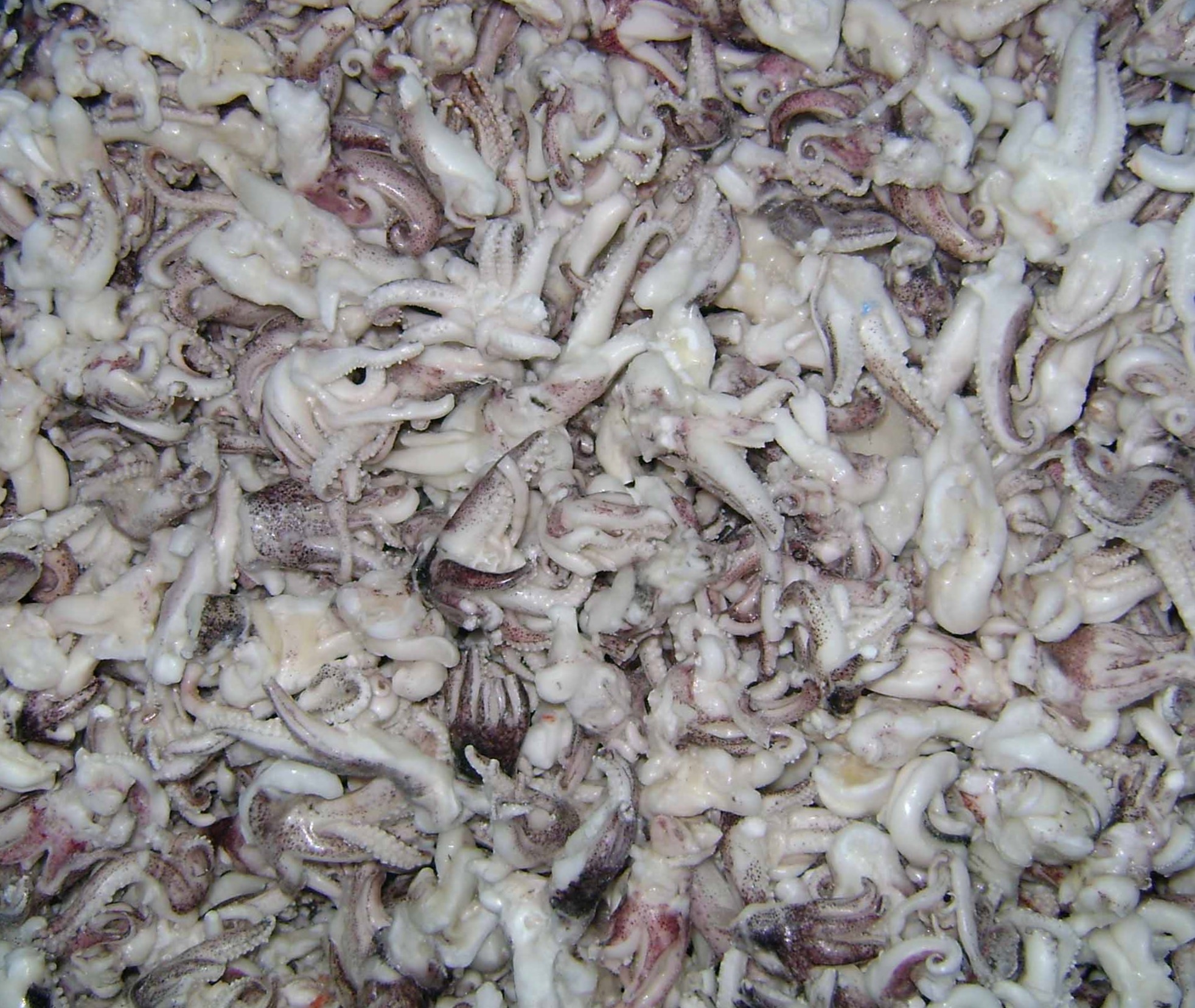 Squid-Tentacles