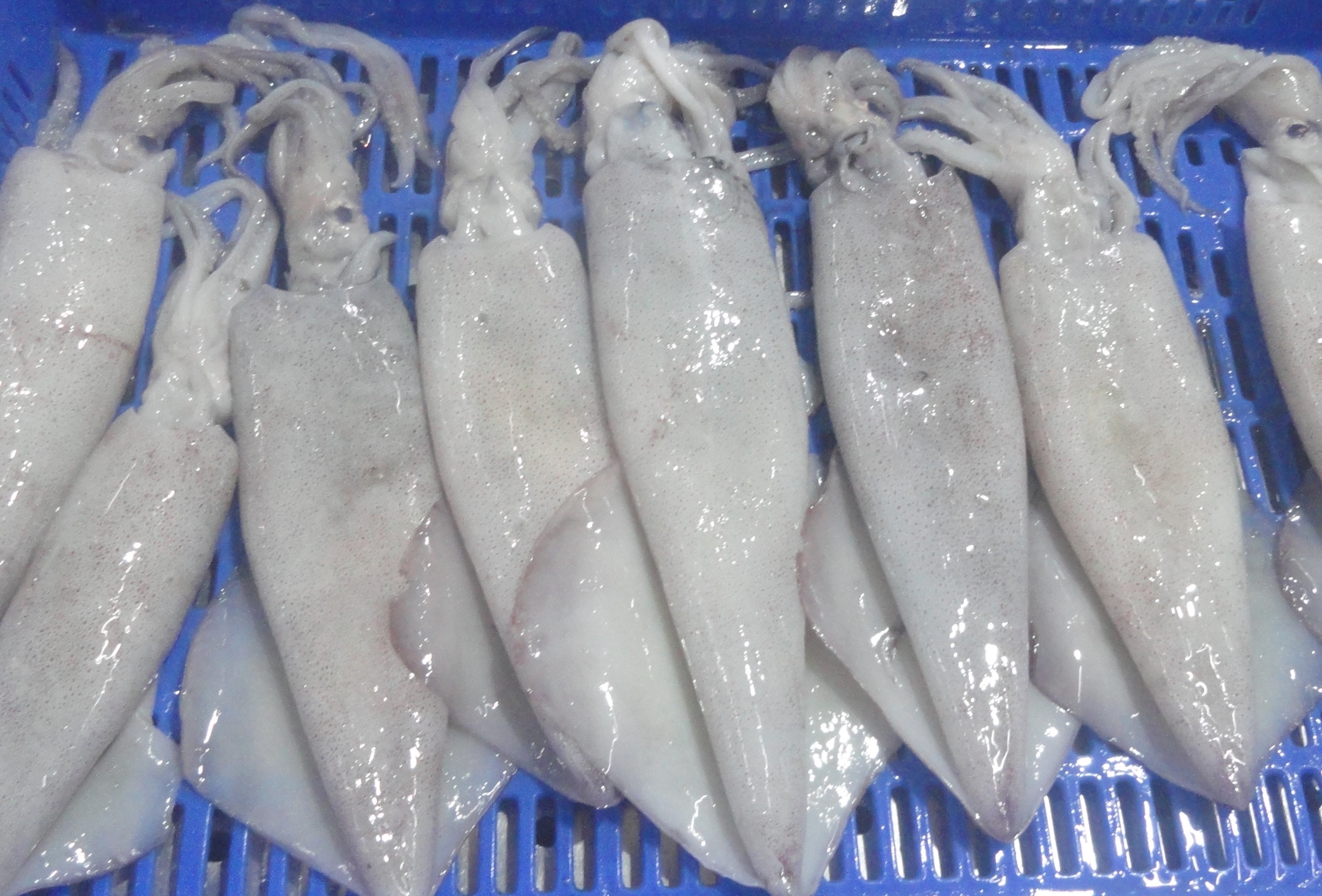 Squid-Whole