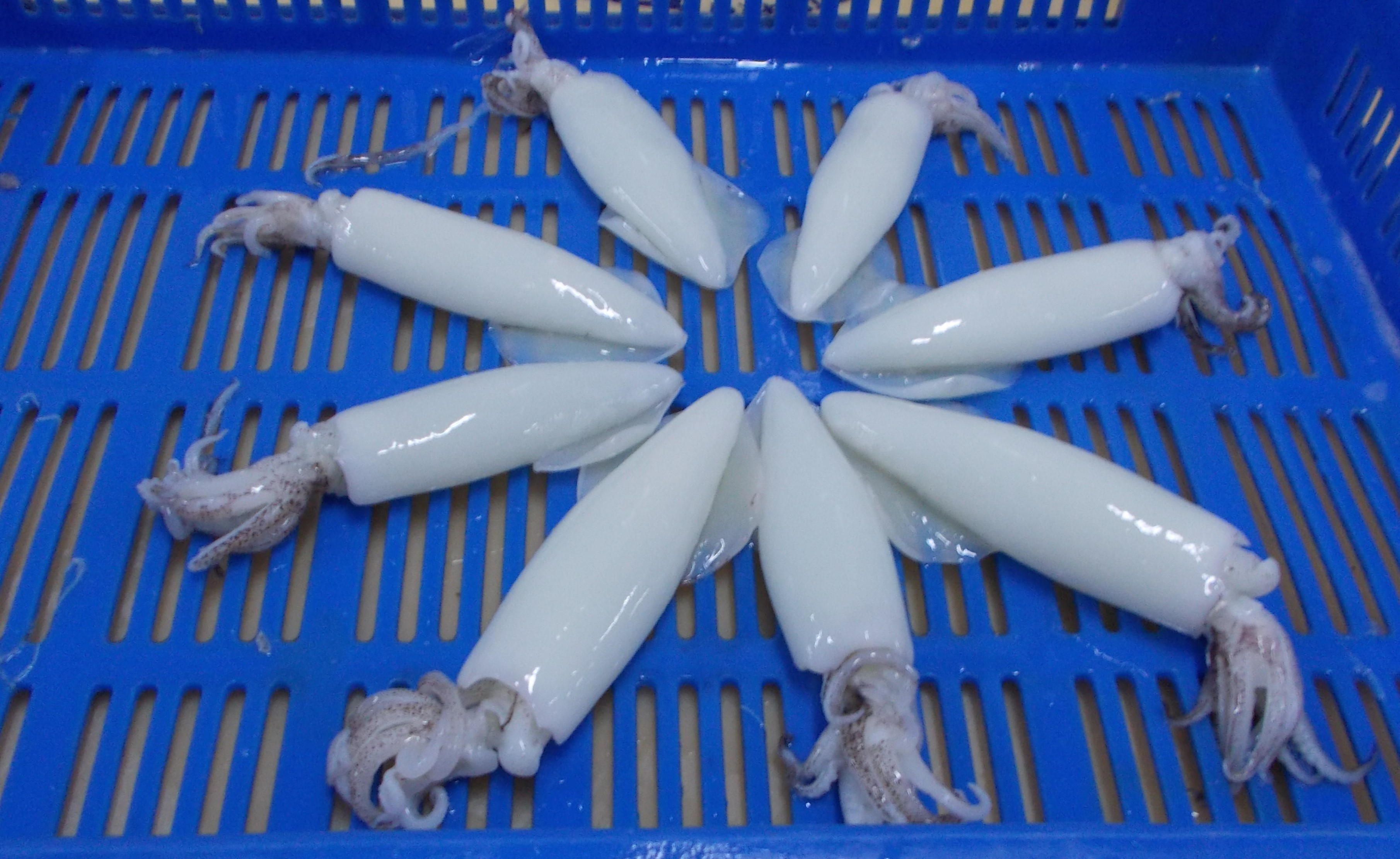 Squid-Whole-Cleaned