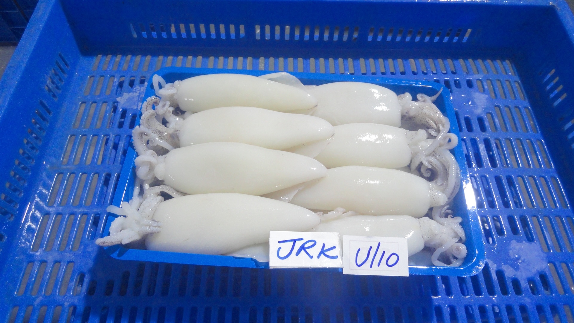Squid-Whole-Cleaned-Tray-Pack